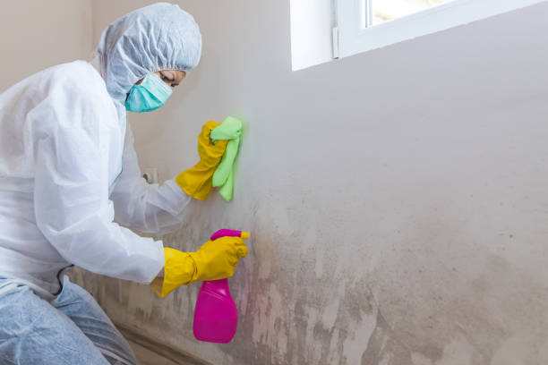 Best Asbestos and Lead Testing During Mold Inspection in USA